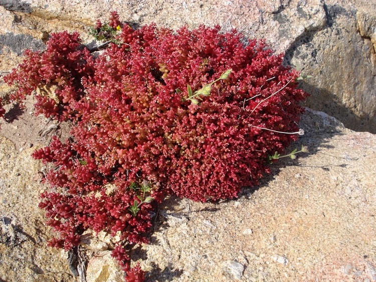 Sedum caeruleum- Borracina azzurra